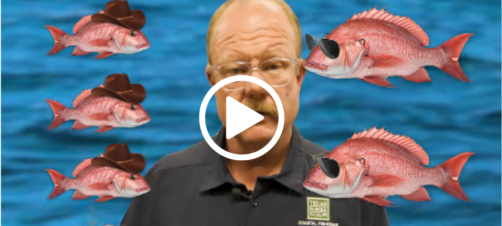 TPWD employee with red snappers in hats, video link