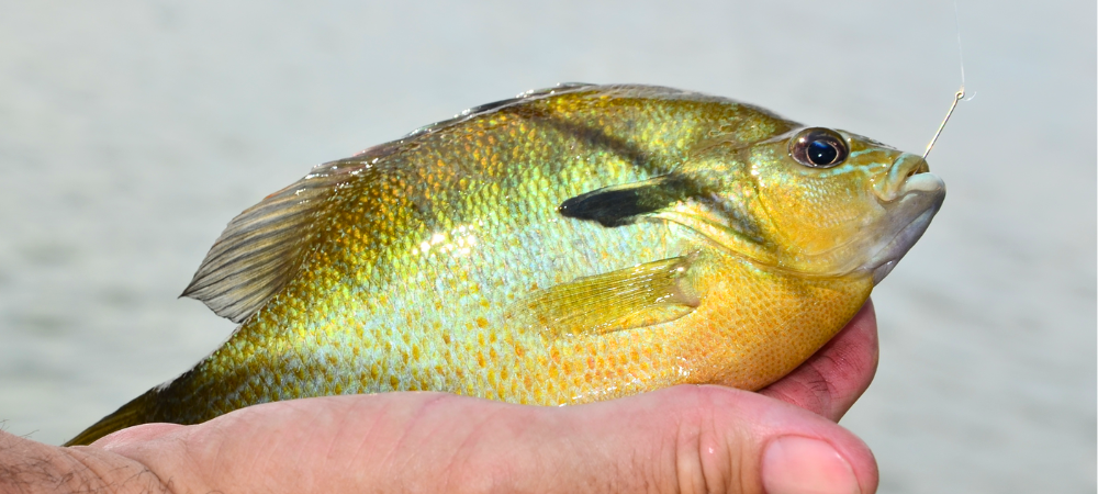 Redbreast sunfish held out of water, link
