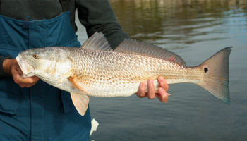 Redfish held by angler