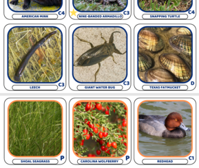 TAS food web cards