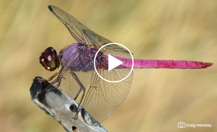 Roseate skimmer, a pink dragonfly, on a branch; video link