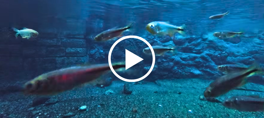 Underwater image of fishes at Balmorhea SP, video link