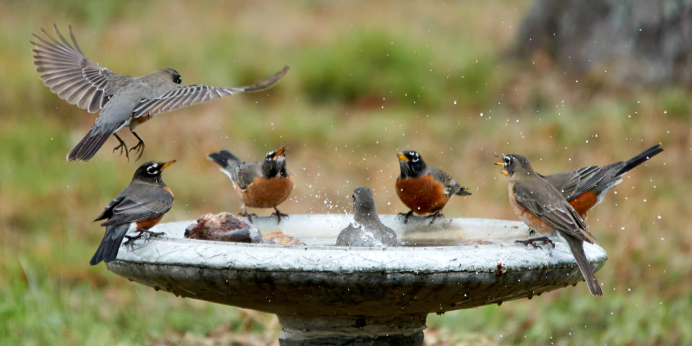 Robins in a birdbath, link