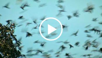 Purple martins flying to their roost, video link