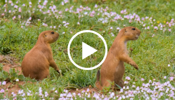 2 prairie dogs in grass and flowers, video link