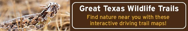 Texas Wildlife Trail maps help you find wildlife, link
