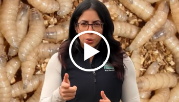 TPWD vet standing in front of maggots, video link