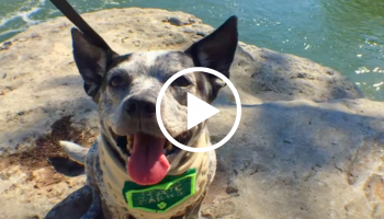 Dog by waterhole, link to video