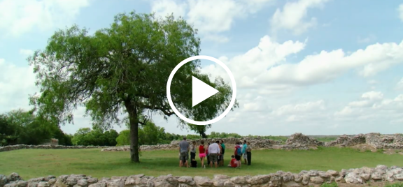 Tree with people standing under it, video link