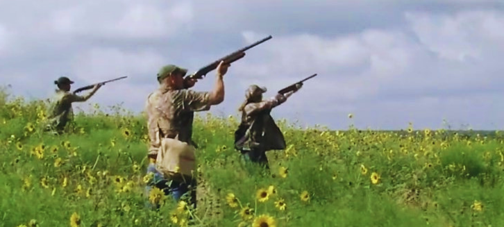 3 dove hunters aim in sunflower field