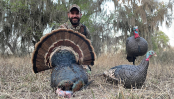 Turkey hunter with harvest and decoys, link