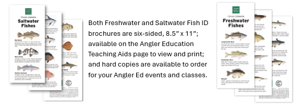 Picture of the new fresh and saltwater fish ID resources. 