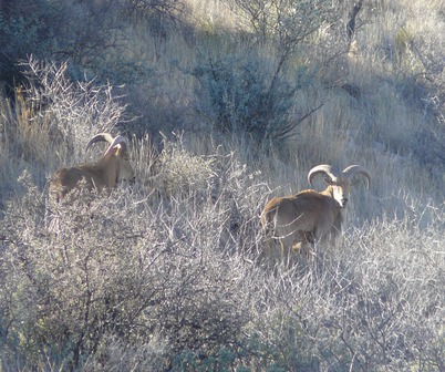 Aoudad