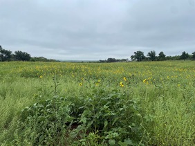 Sunflower Field