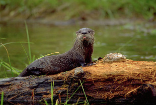 River Otter