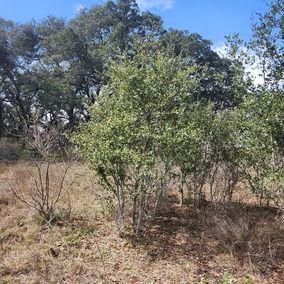 Live Oak Mott