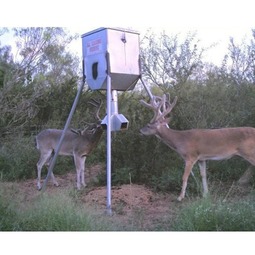 Deer eating Minerals