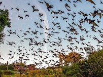 Bats - Old Tunnel