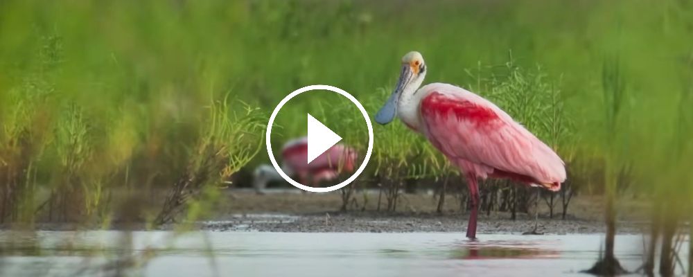 Roseate Spoonbill at Laguna Madre Nature Trail, video