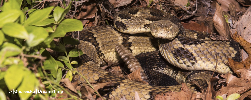 Coiled timber rattlesnake, link