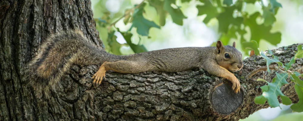 Eastern Fox Squirrel splooting in oak, link