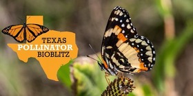 pollinator Bioblitz, link