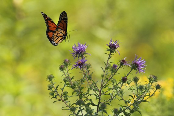 butterfly on wild flower