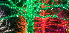 colorful Christmas tree lights