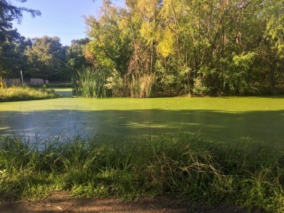 Blue-green algae on park pond