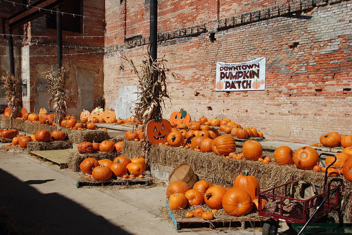 Pumpkin Patch in Paris, TX