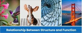 Preview of Resources