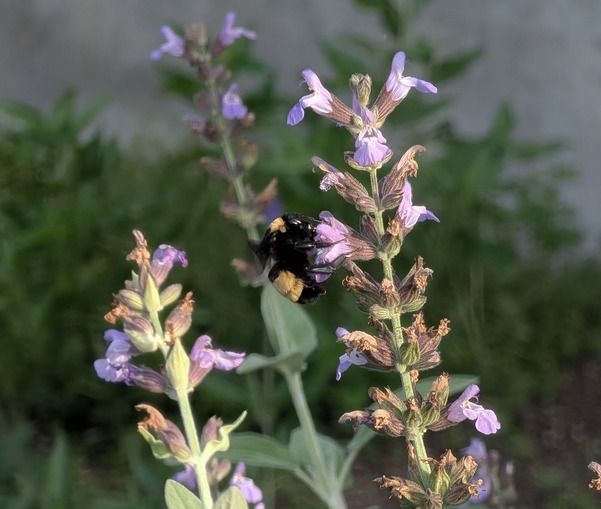 Phenomenon - bumblebee on sage