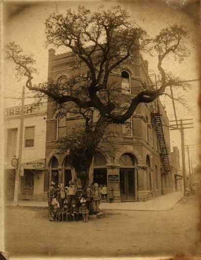 A historic photograph of Muster Oak. 