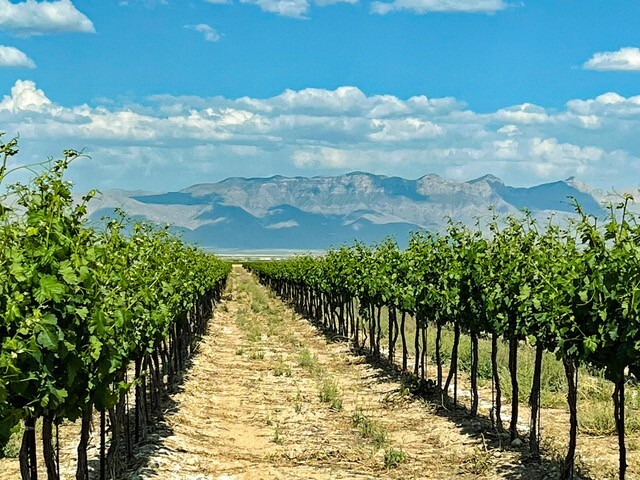 Dell City Vineyards in West Texas with the Guadalupe Mountains in the background. Photo courtesy of Spicewood Vineyards.