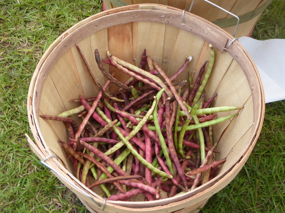 A basket full of purple hull peas