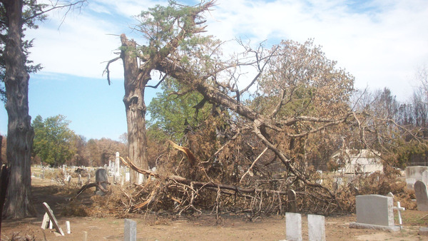 Damaged tree in historic cemetery after Hurricane Harvey in 2017