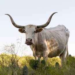 White longhorn in field