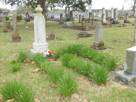 In a setting of historic gravestones, blooming bulb plants adorn one of the graves at Trinity Lutheran Church Cemetery in Colorado County