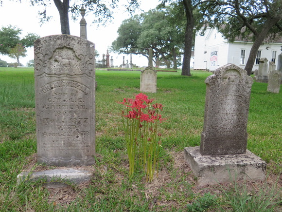Red spider lilies bloom between two historic gravestones in Zion Lutheran Church Cemetery, Washington County