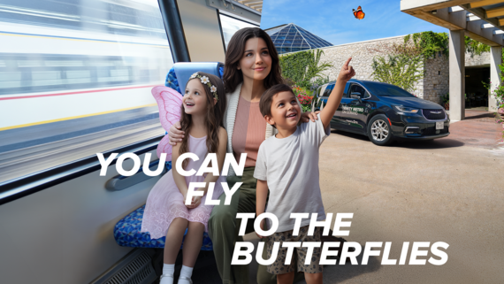 Fort Worth Botanic Garden Butterflies