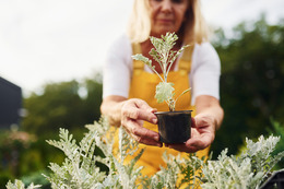 woman planting garden