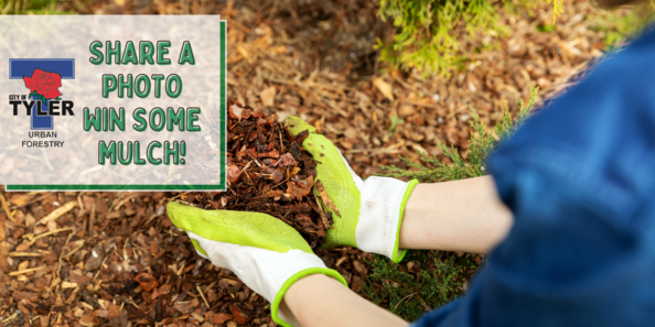 Mulch Contest