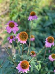 Echinacea 