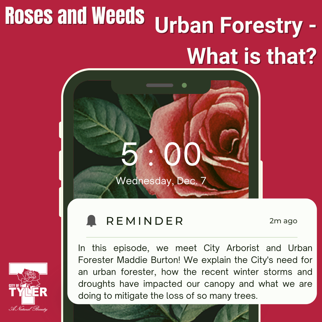 Urban Forestry What is that?