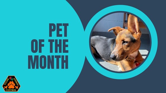 June Pet of the Month