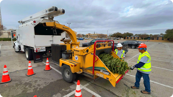 Parks & Recreation crew member mulching a Christmas tree.