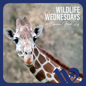Graphic with text that reads Wildlife Wednesdays at Cameron Park Zoo over an image of a giraffe.