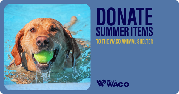 Golden retriever in a pool holding a ball in its mouth