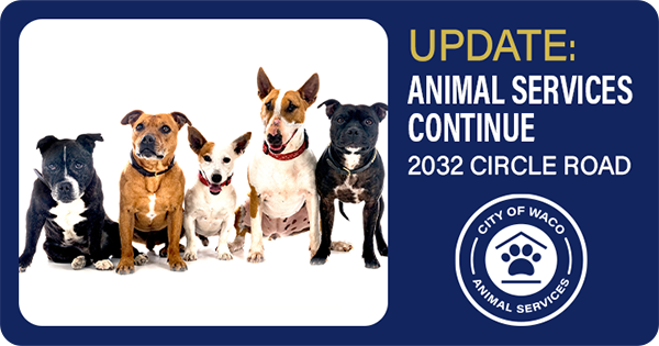 Five dogs of different breeds sitting in a row