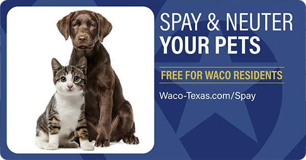 A dark brown dog with a white and striped cat